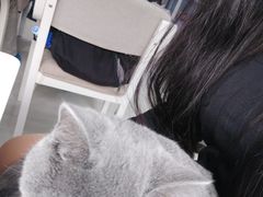 -喵的天空名猫咖啡馆·撸猫·猫舍·用品