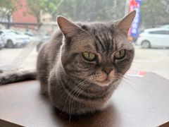 -豆逗聊愈猫阁Easy Life