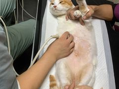 -宠爱国际动物医院·消化内科·心肾内科·ISFM猫友好(望京店)