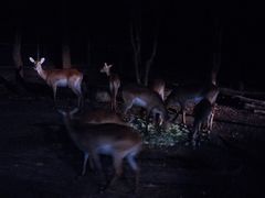 -清迈夜间动物园