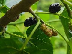 -甜心庄园·甜心草莓采摘园(西青中北店)