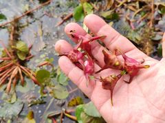 -金鸡湖桃花岛