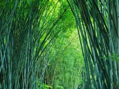 -海南热带野生动植物园