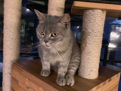 -more than meow吴止猫主题餐厅(承德 中船汇店)