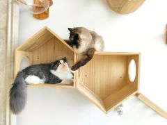 -Catmate·猫肥家润(金润铂宫店)