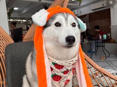 -星多哈·狗咖·拼豆·咖啡