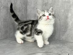 -小猫来了·猫舍(红山六九七九店)