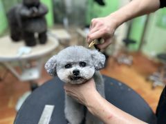 -鑫艺宠物美容培训学校