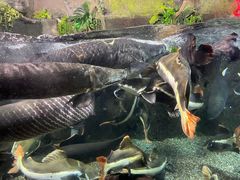 -太平洋海底世界