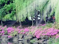 -上海滨江森林公园