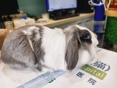 -雨林宠物医院 非犬猫异宠专科