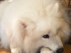 -more than meow吴止猫主题餐厅(承德 中船汇店)