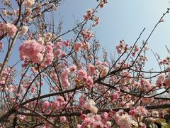 -天适樱花悠乐园