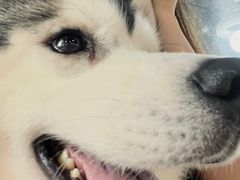 -Husky Go! 哈士奇体验馆·宠物咖啡厅狗咖