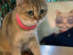 -李小姐の猫咖啡馆(五角场店)
