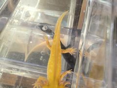 -溪岸路花鸟市场