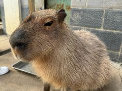 -合肥野生动物园