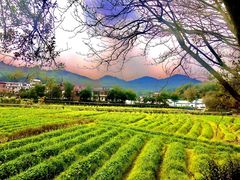 -红山村