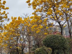-荔湾湖公园