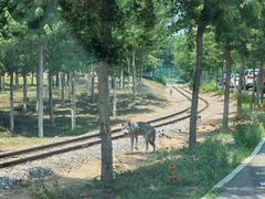 -秦皇岛野生动物园