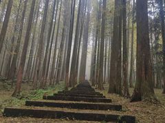-武陵山森林公园