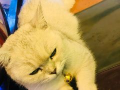 -李小姐の猫咖啡馆(五角场店)
