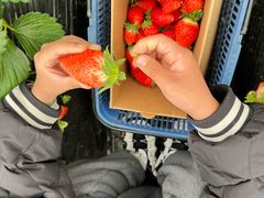 -小鱼草莓采摘园农家乐·小鱼餐厅