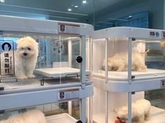 -翊宠yipet猫狗购宠庄园犬舍•猫舍