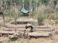 -成都大熊猫繁育研究基地
