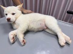 -宠物星动物医院·眼科·异宠·猫科(江南大道总院)