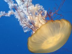 -太平洋海底世界