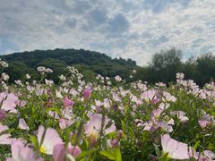 -西山漾湿地公园