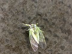 -长春公园(普阳街道)