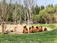 -北京野生动物园