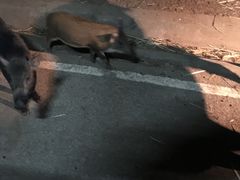 -清迈夜间动物园