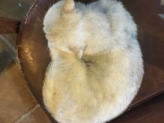 -李小姐の猫咖啡馆(五角场店)