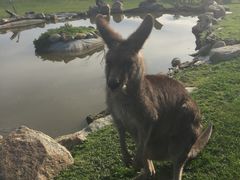 -威勒比开放式动物园