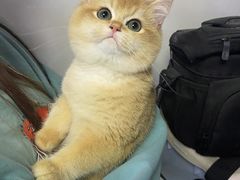 -lincat·猫舍(广州店)