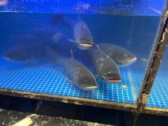 -姜君·千岛湖鱼头馆(浦东大道店)