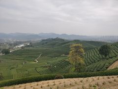 -龙坞茶村