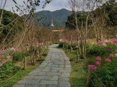 -深圳仙湖植物园
