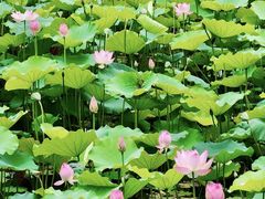 -荔湾湖公园