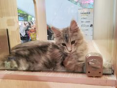 -屋虎猫馆(宝安大仟里店)