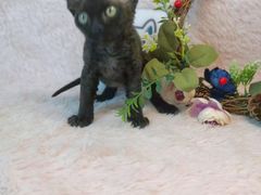 -十年猫舍·猫咪专门店(普陀店)