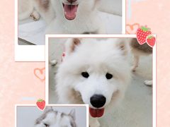 -星多哈·狗咖·拼豆·咖啡