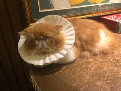 -more than meow吴止猫主题餐厅(承德 中船汇店)