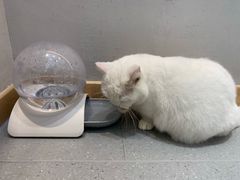 -飞行喵MR PILOT|猫舍·猫咖(静安大融城店)