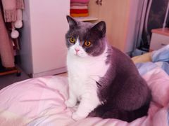 -宠颐生宠物医院·心肾内科·猫专科诊疗中心宠巢店
