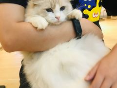-momokira米努特·德文卷毛猫·棉花面纱犬