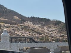 -崂山水果园农家宴(泉水鸡店)